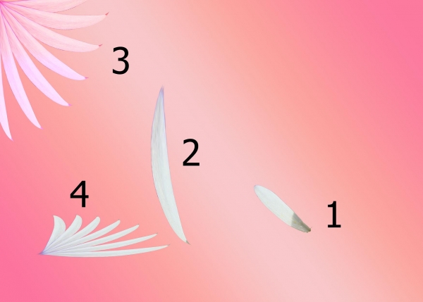 Creation of my flower: Step 2